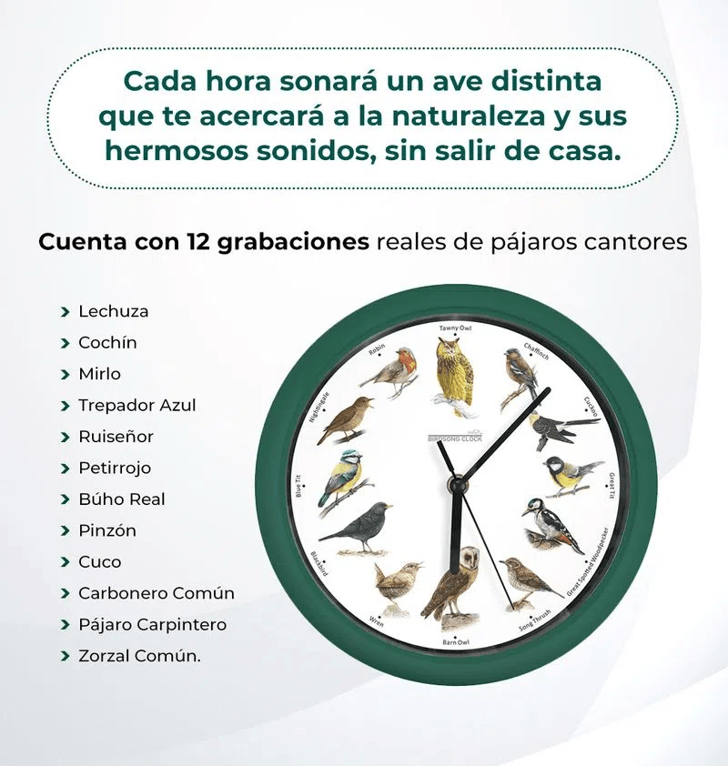 Son-doce-diferentes-sonidos-de-pajaros-reales-silvestres